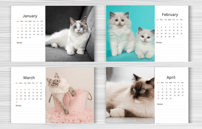 Ragdoll Cat Desk Calendar 2025