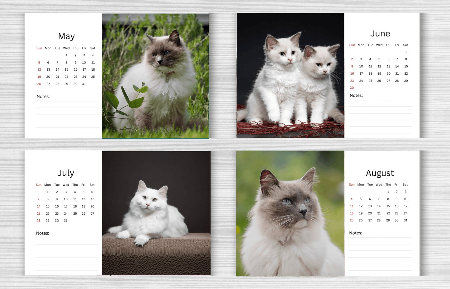 Ragdoll Cat Desk Calendar 2025