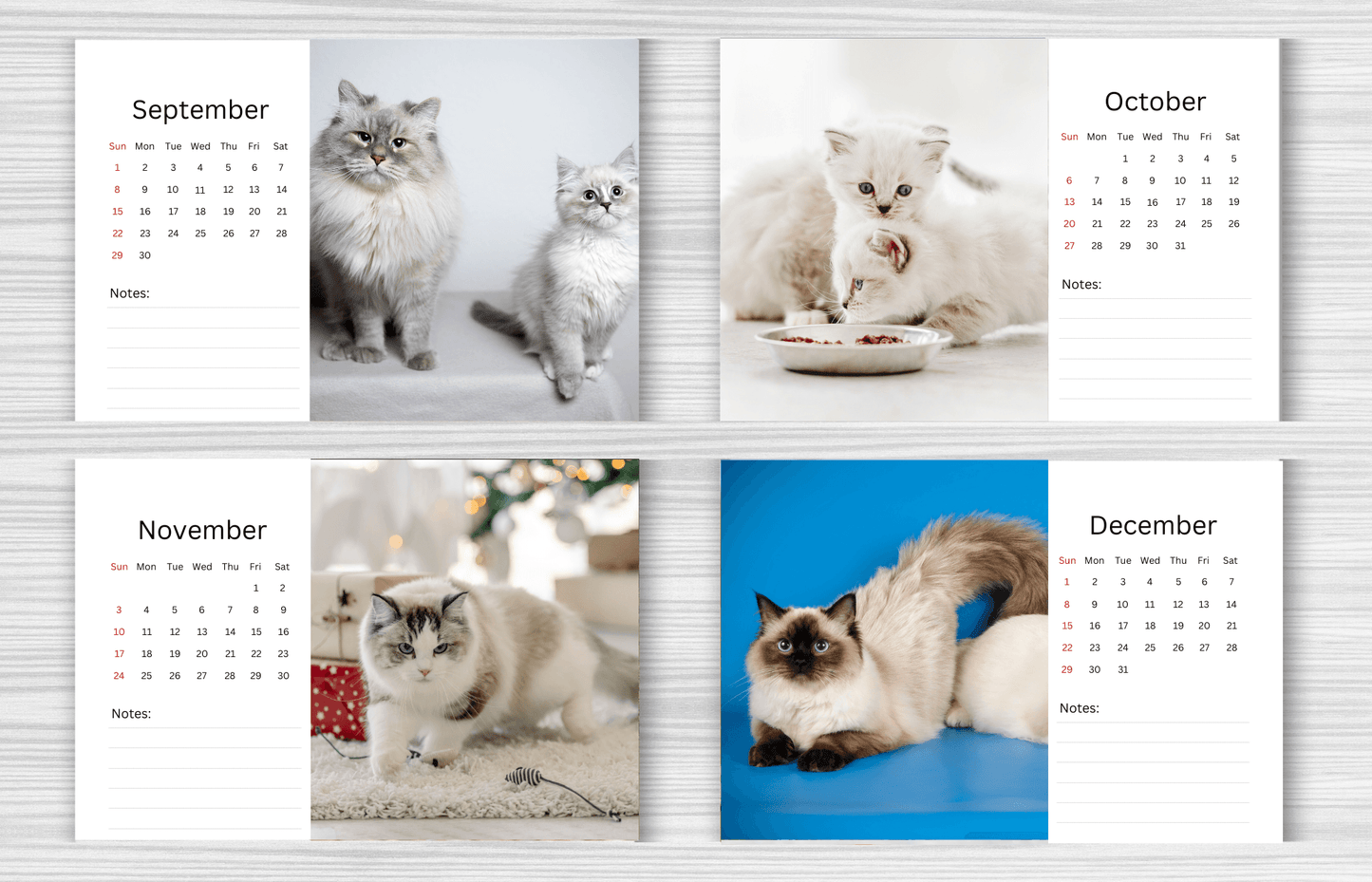 Ragdoll Cat Desk Calendar 2025