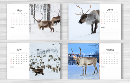 Reindeer Desk Calendar 2025
