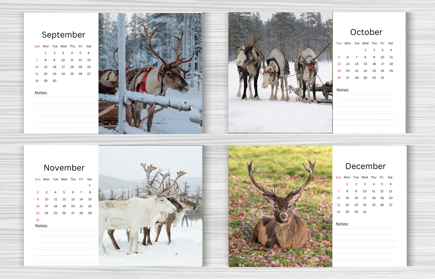 Reindeer Desk Calendar 2025