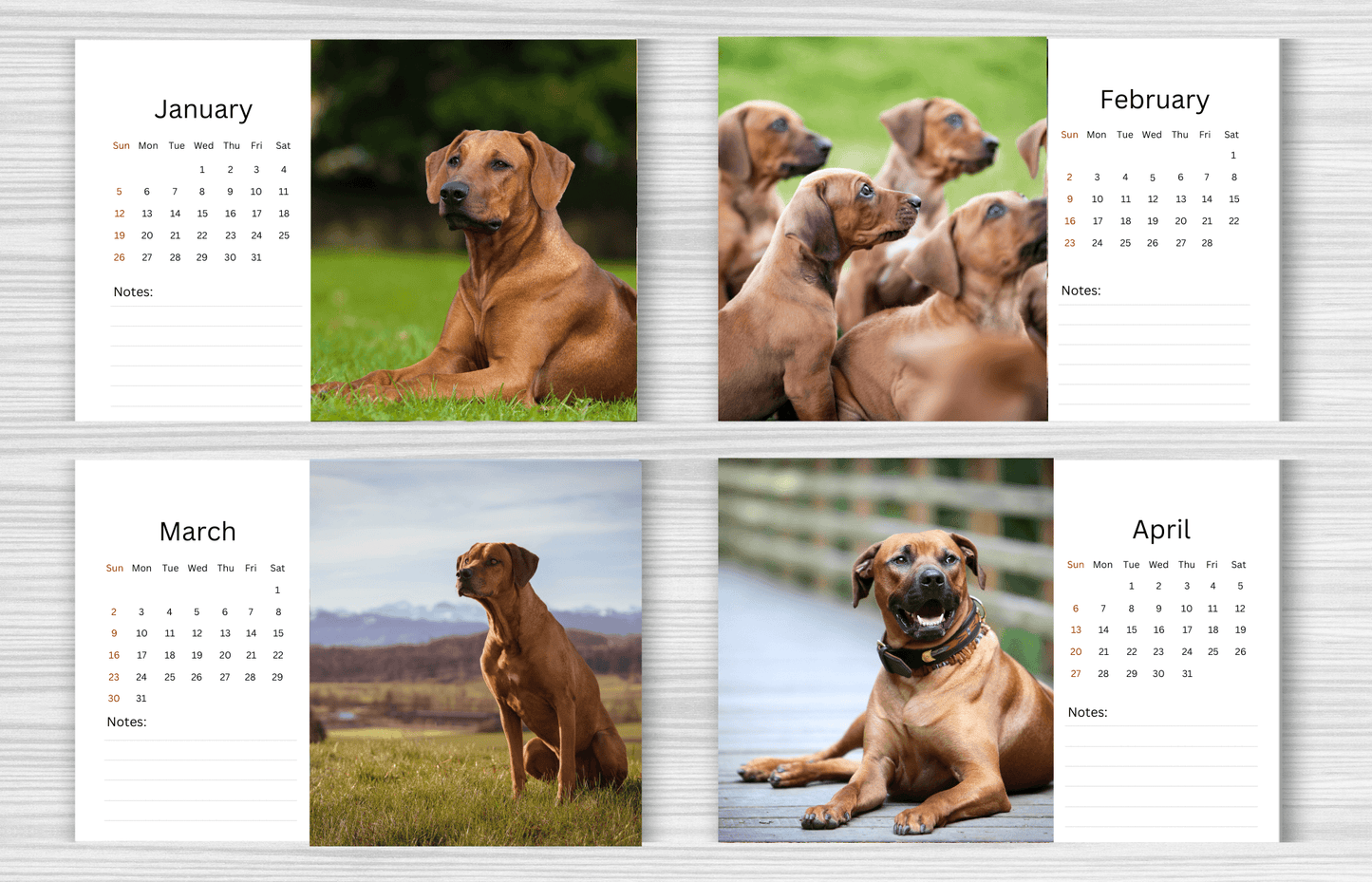 Rhodesian Ridgeback Desk Calendar 2025