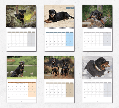 Rottweiler Calendar 2025