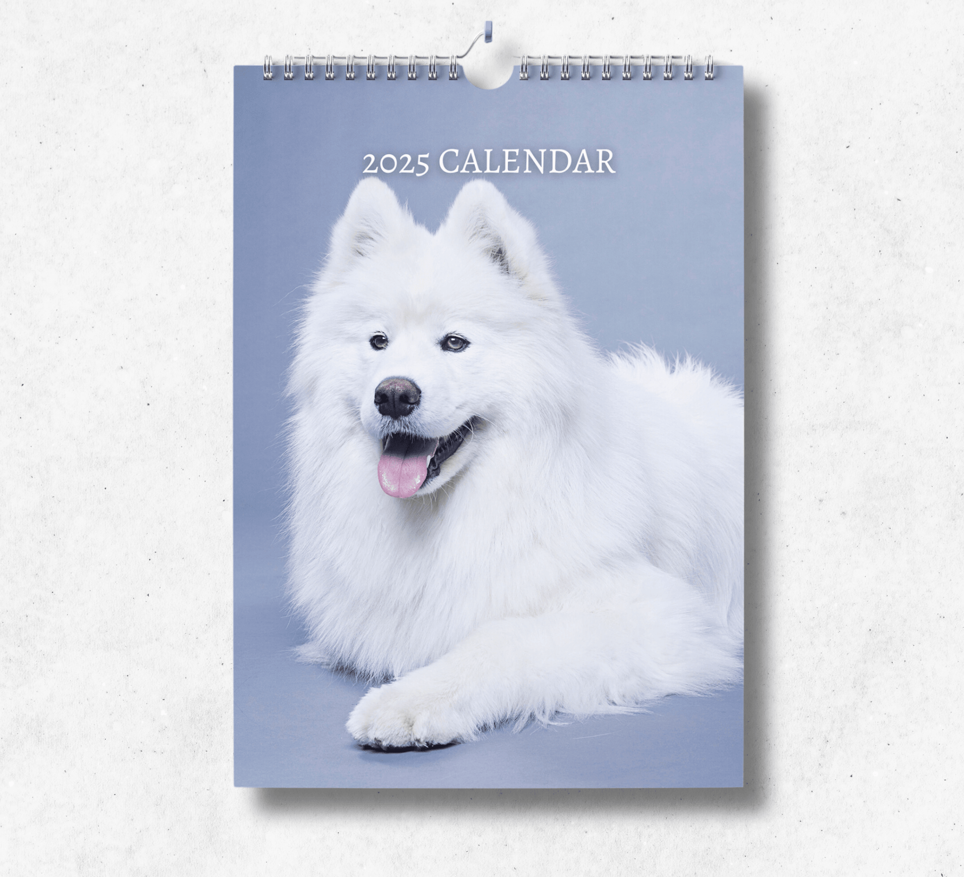 2025 Samoyed calendar featuring a stunningly fluffy samoyed panting with their tongue out, laying down on a grey photograph set background.