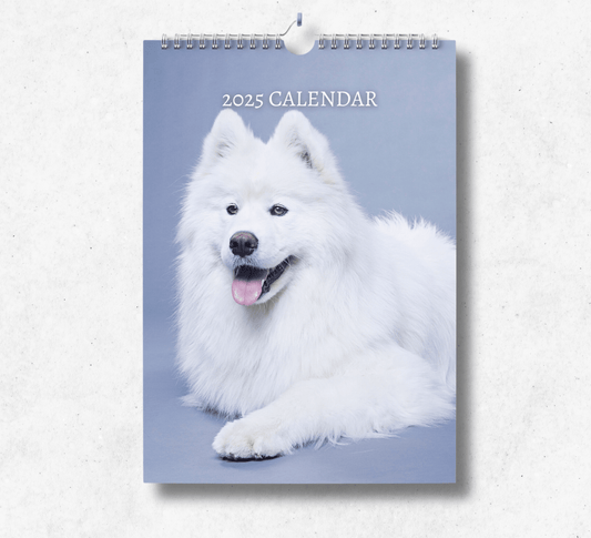 2025 Samoyed calendar featuring a stunningly fluffy samoyed panting with their tongue out, laying down on a grey photograph set background.