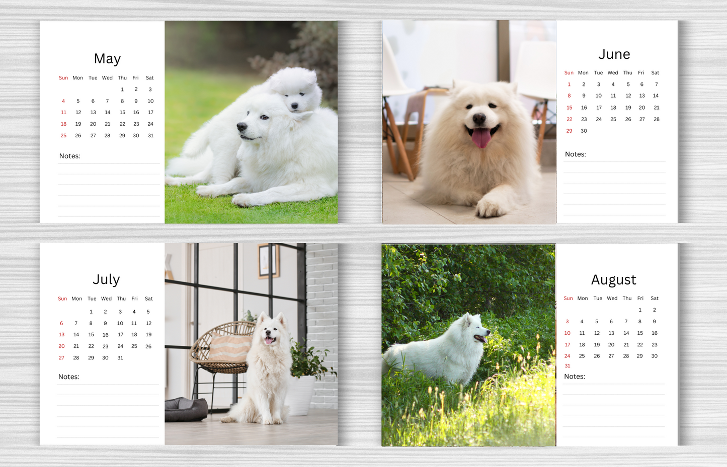 Samoyed Desk Calendar 2025