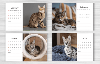 Savannah Cat Desk Calendar 2025