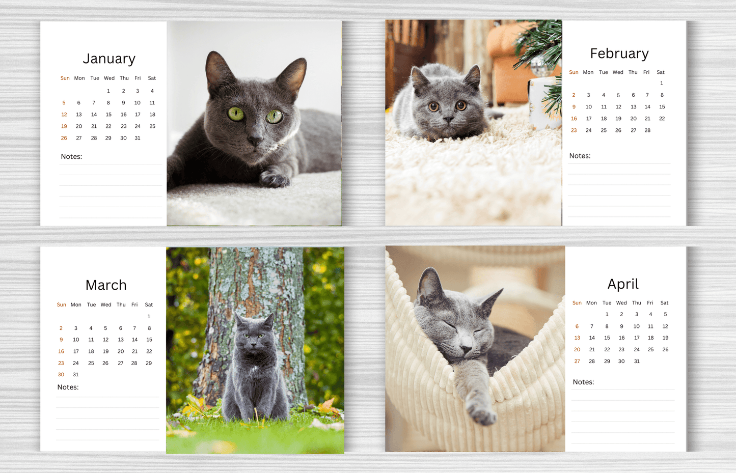 Russian Blue Cat Desk Calendar 2025