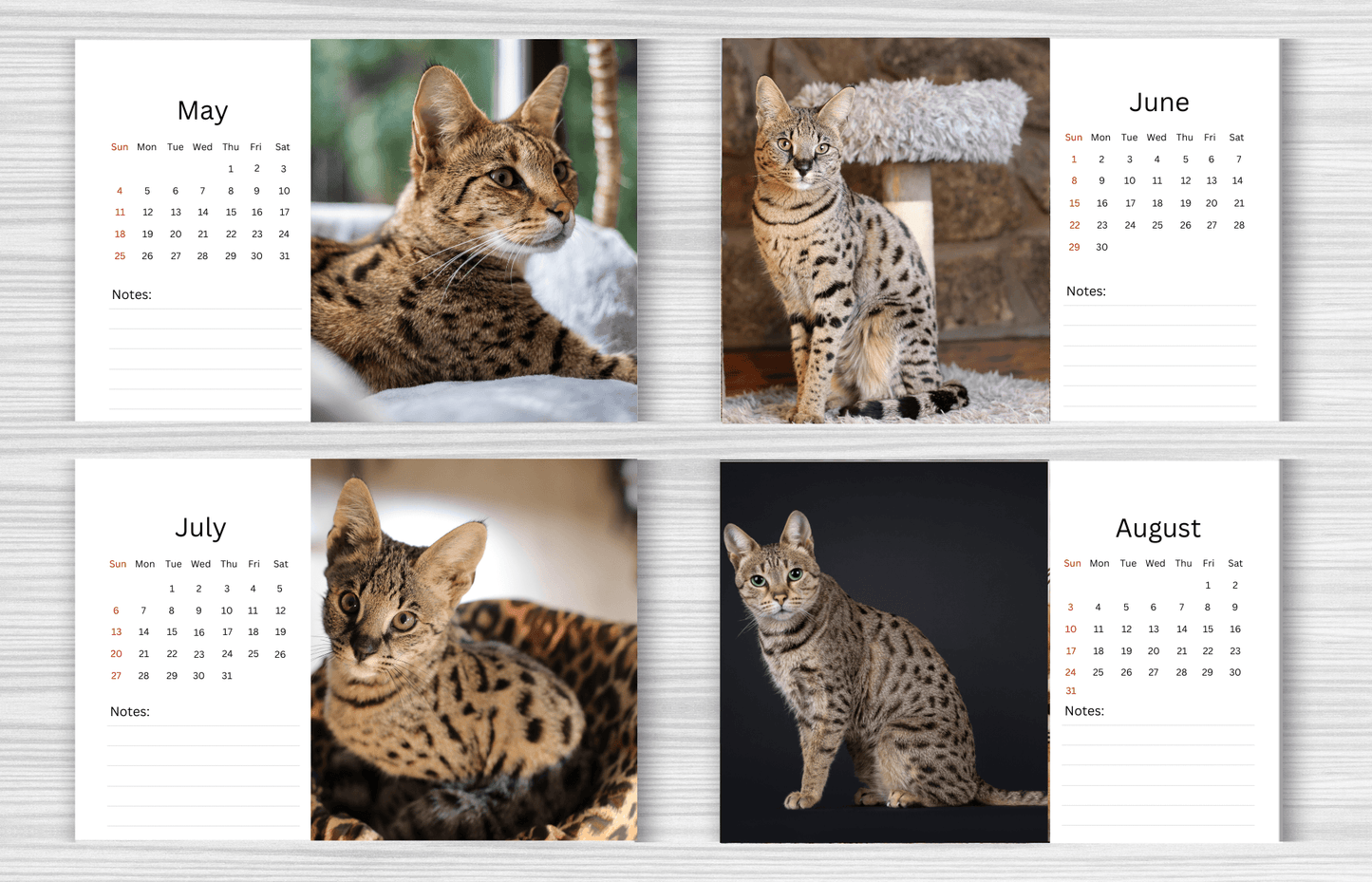 Savannah Cat Desk Calendar 2025