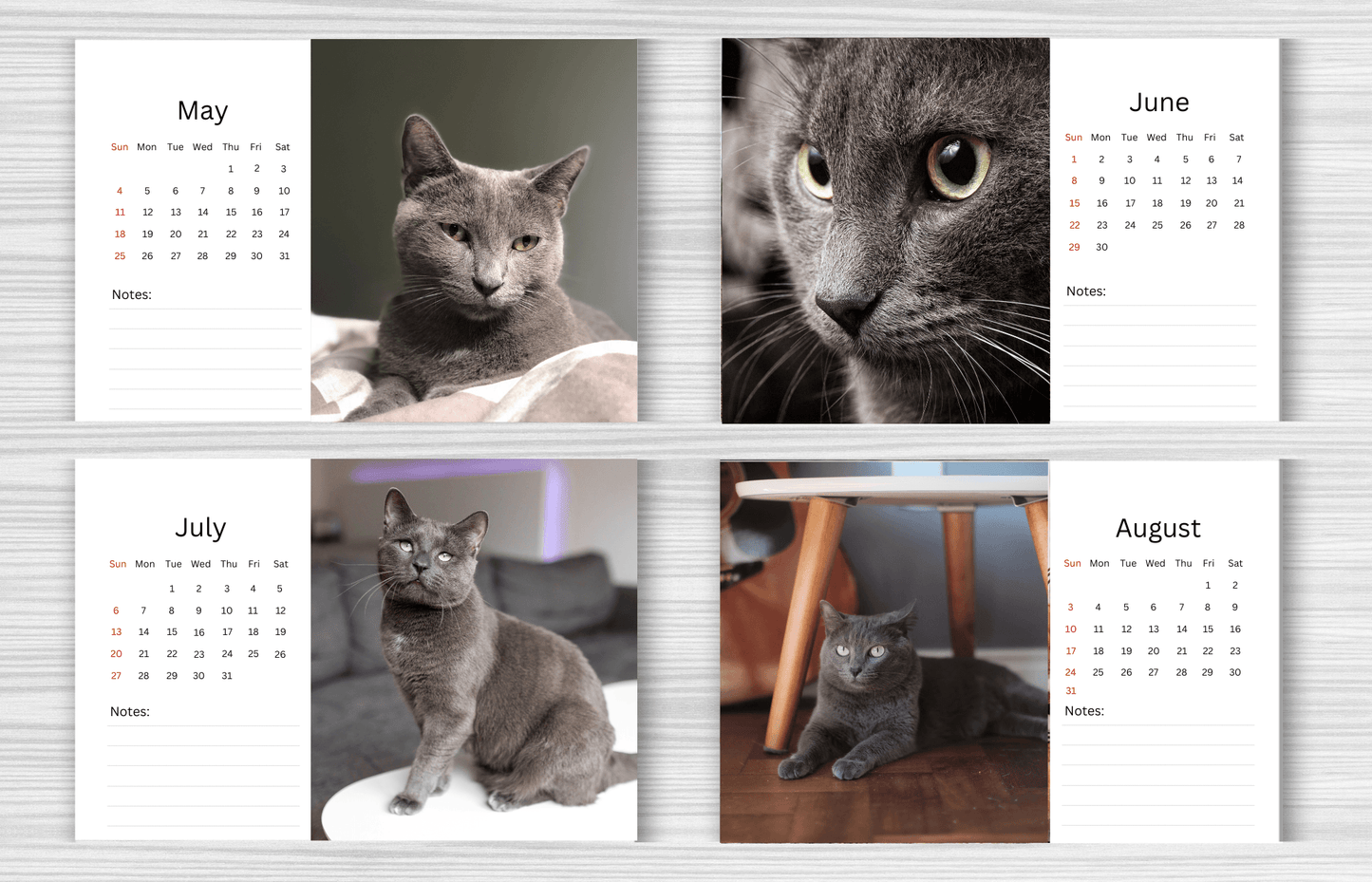 Russian Blue Cat Desk Calendar 2025