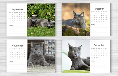 Russian Blue Cat Desk Calendar 2025