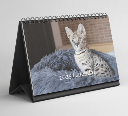 Savannah Cat Desk Calendar 2025