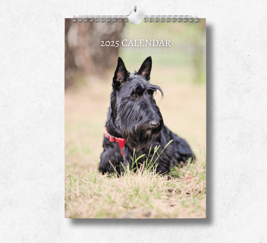 2025 Scottish Terrier calendar featuring a black scottish terrier with a red collar, laying down on the grass.