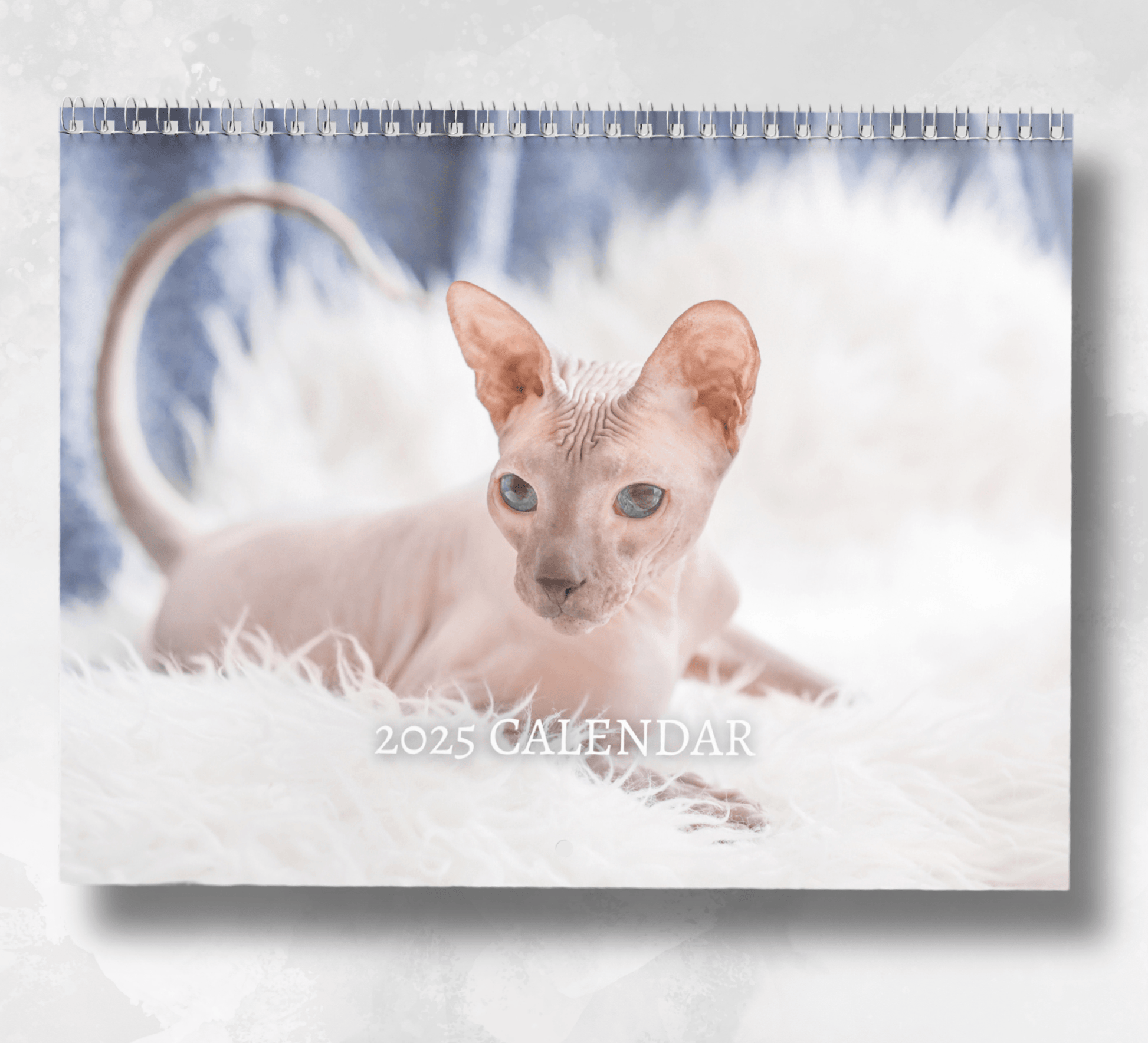 2025 Sphynx Calendar featuring a cover image of a sphynx cat lying on white fur rug against a blue background.