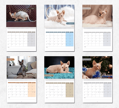 Sphynx Cat Calendar 2025