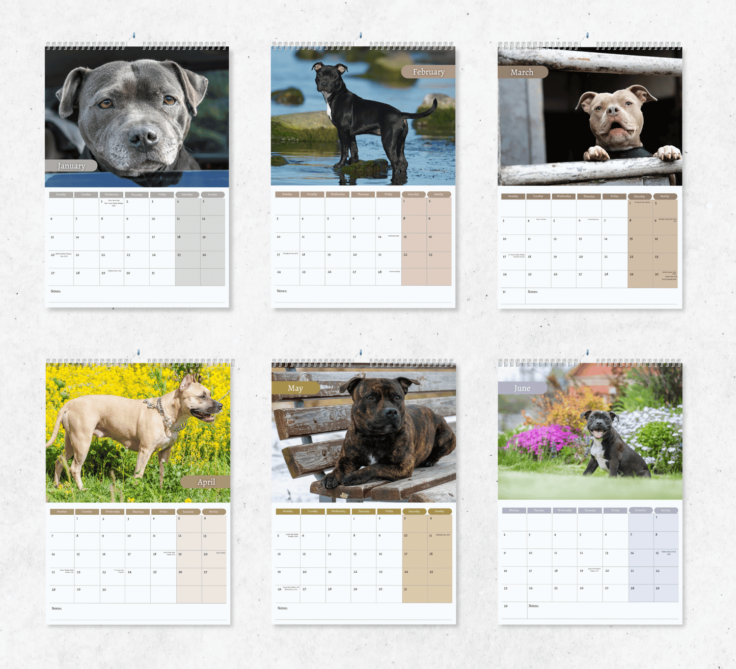 Staffordshire Bull Terrier Calendar 2025