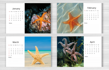 Starfish Desk Calendar 2025