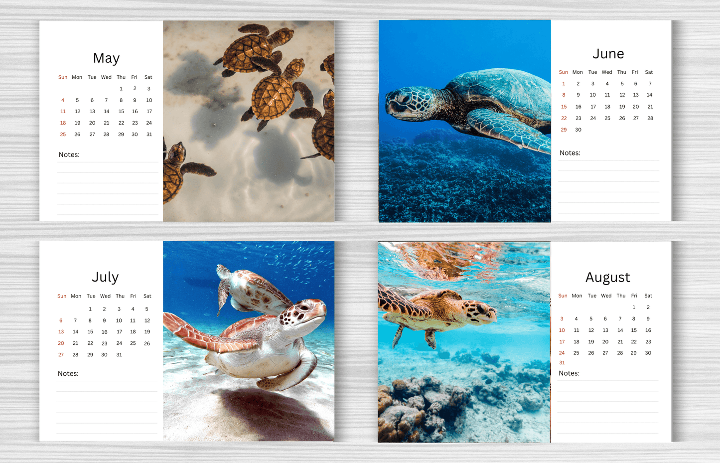 Turtle Desk Calendar 2025