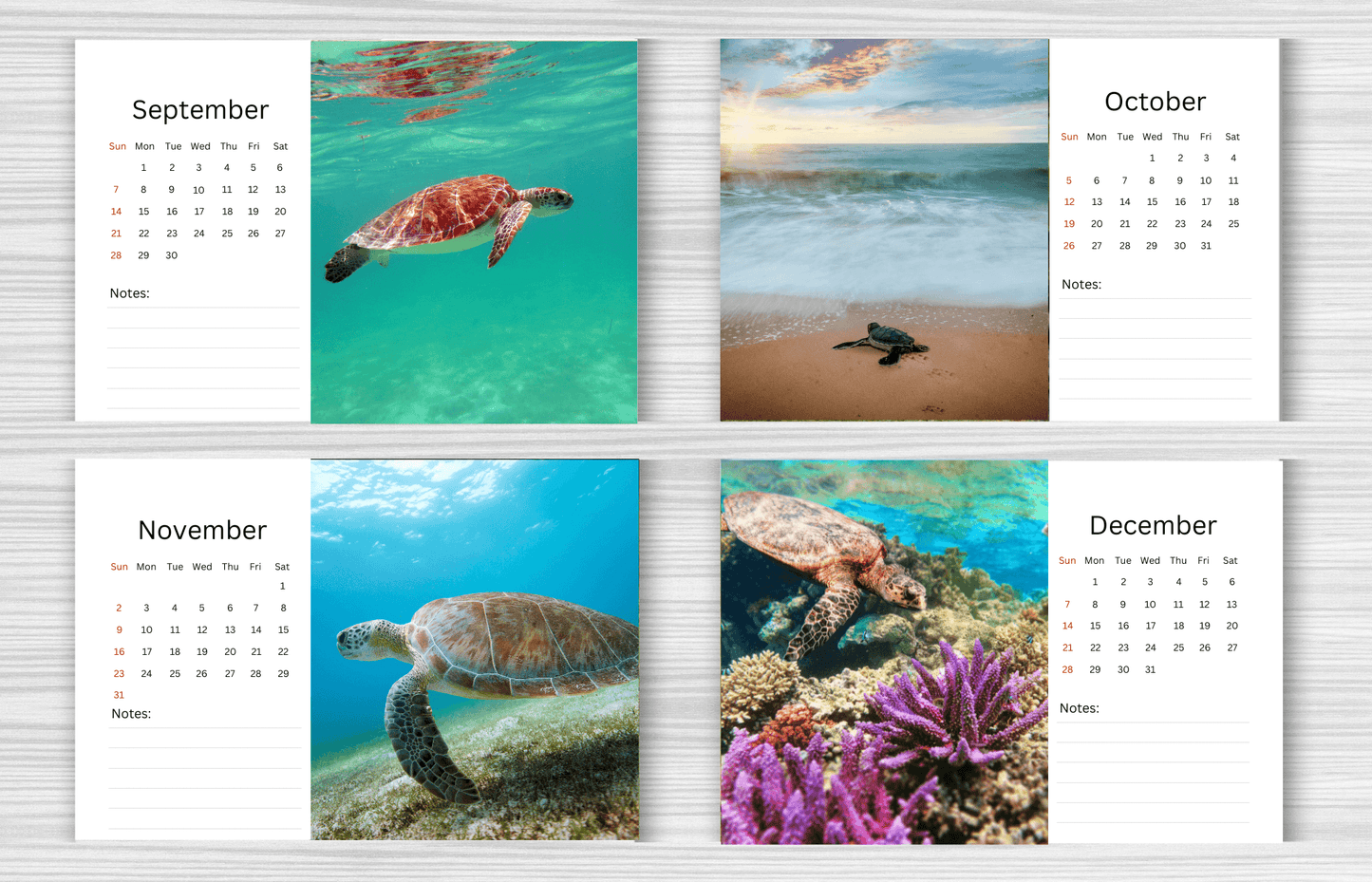 Turtle Desk Calendar 2025