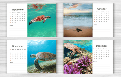 Turtle Desk Calendar 2025