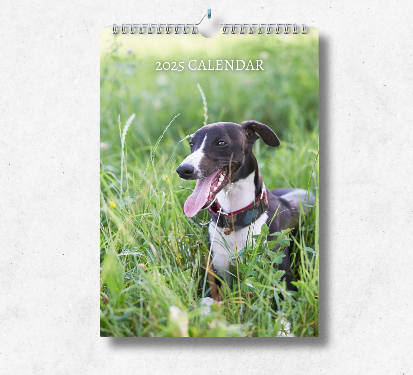 A large A4 whippet calendar, with a wire binding and hanger, featuring a brown whippet sticking their tongue out, standing in a field on long grass.