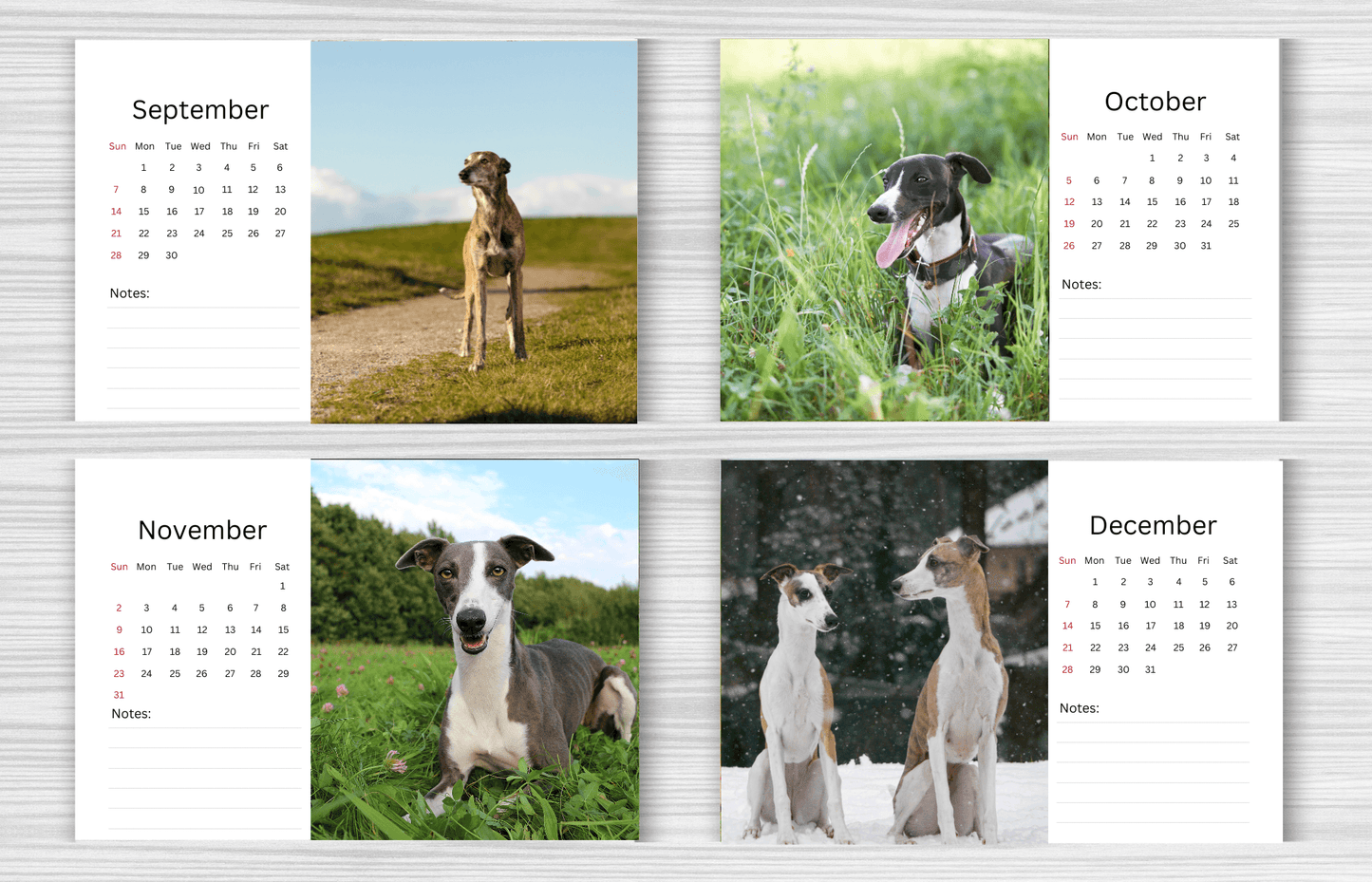 Whippet Desk Calendar 2025