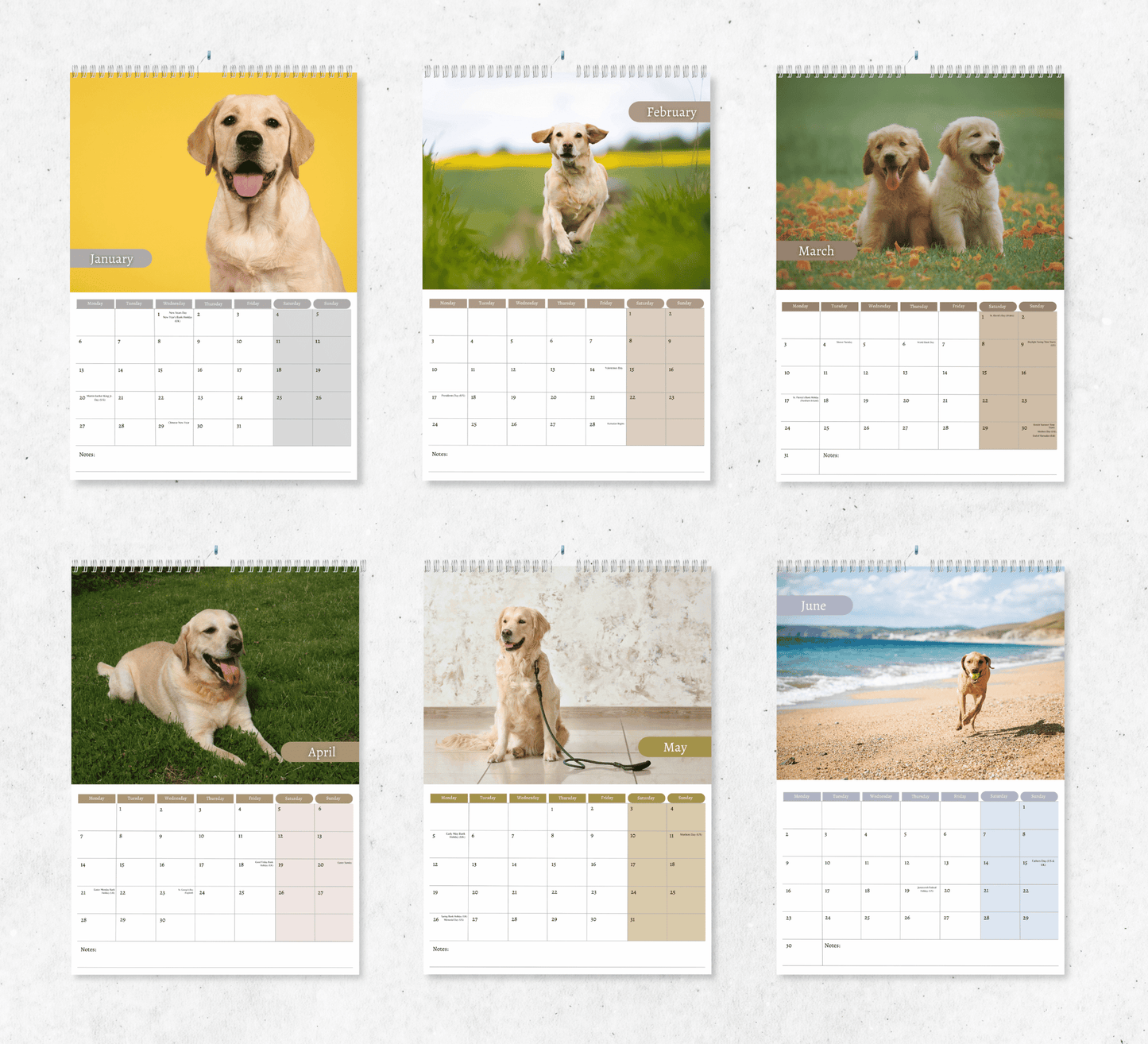 A calendar with six months displayed, each month featuring different yellow labrador retreiver images in various settings. The months shown are January to June with dates and days of the week below the images.